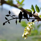 Metal Garden Bird Silhouette