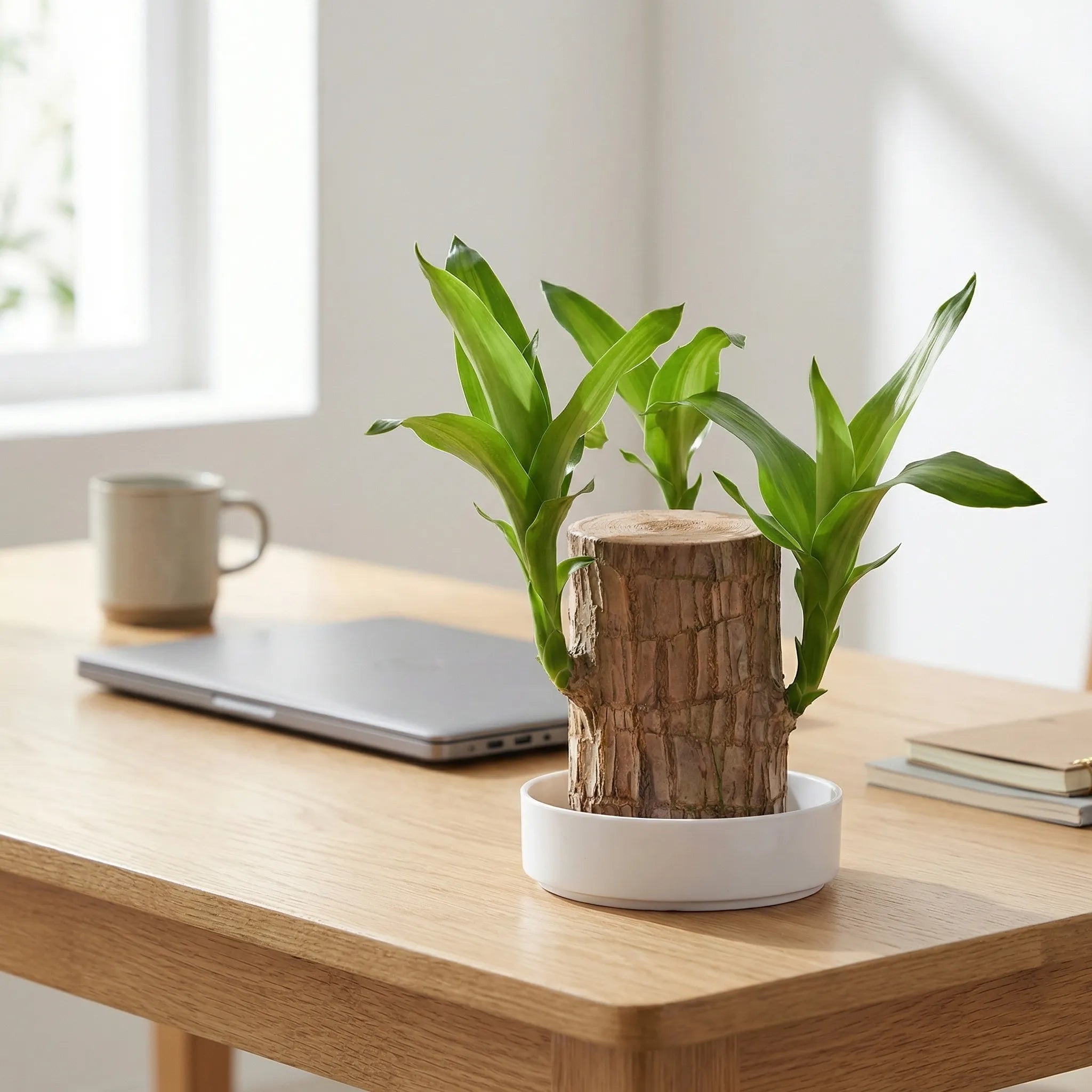Brazilian Lucky Tree Indoor Plant