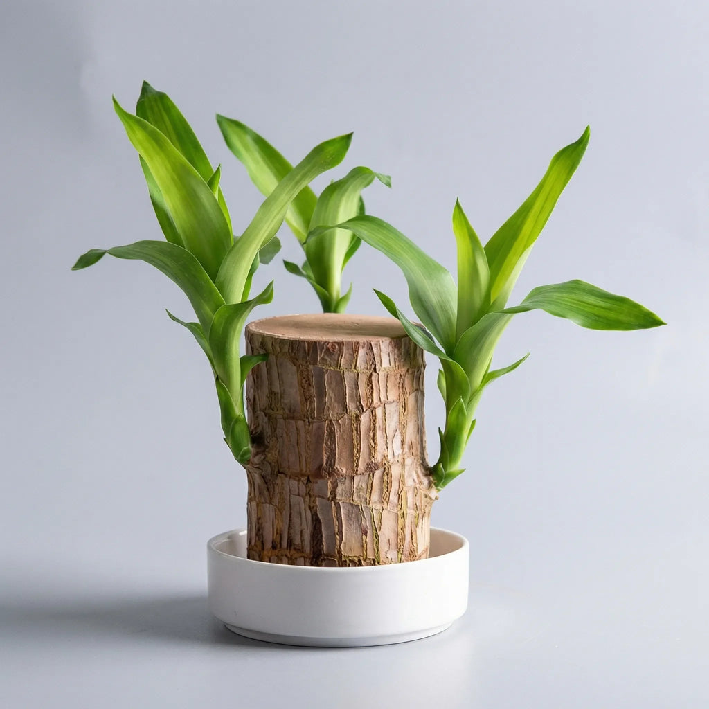 Brazilian Lucky Tree Indoor Plant