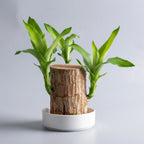 Brazilian Lucky Tree Indoor Plant