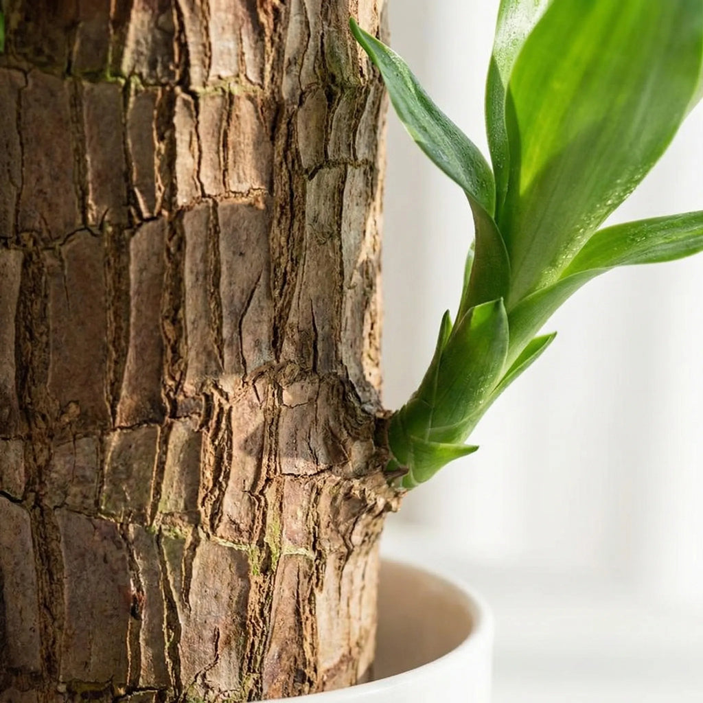 Brazilian Lucky Tree Indoor Plant