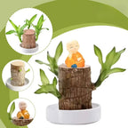 Brazilian Lucky Tree Indoor Plant