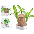 Brazilian Lucky Tree Indoor Plant