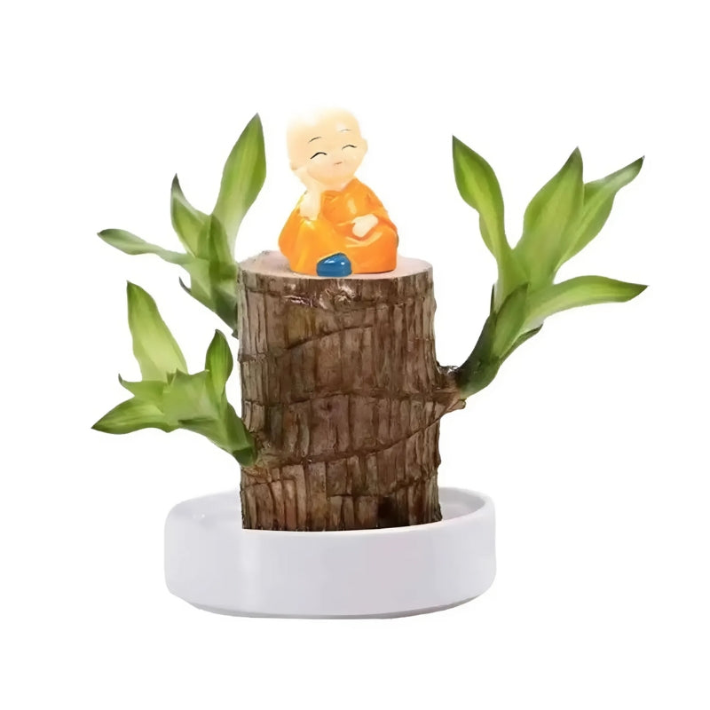 Brazilian Lucky Tree Indoor Plant