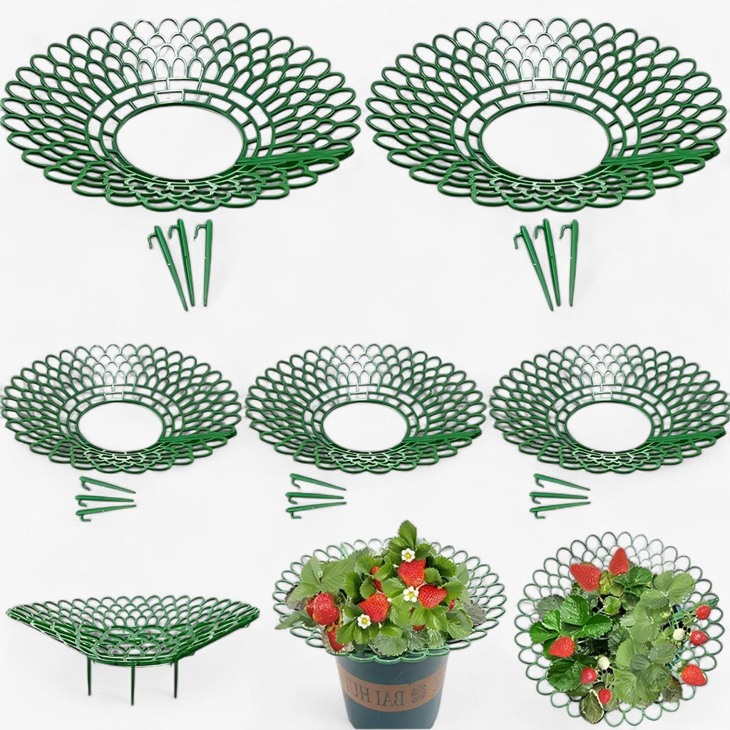 Strawberry Plant Holder Space-Saving