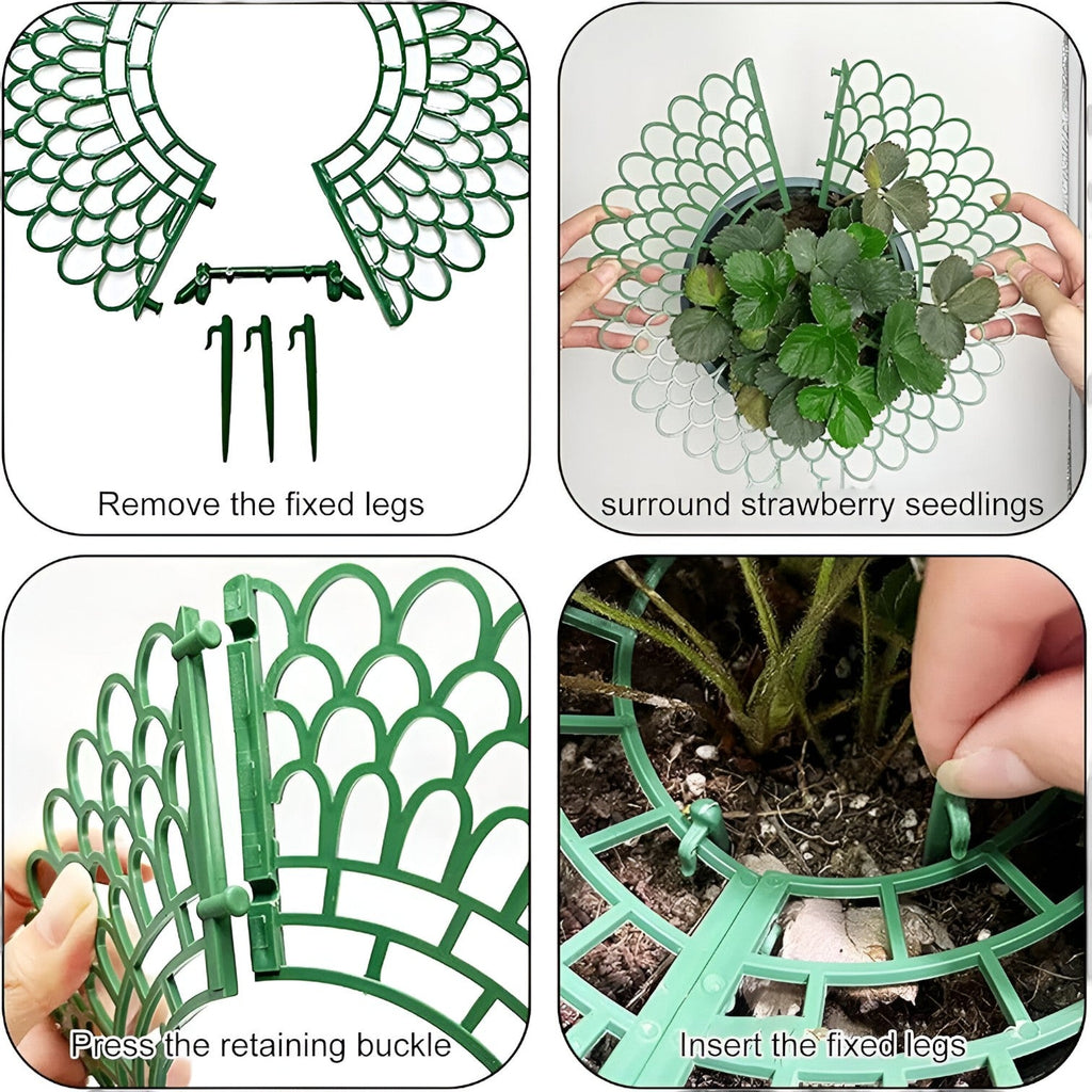 Strawberry Plant Holder Space-Saving