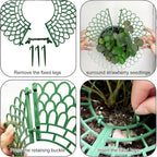 Strawberry Plant Holder Space-Saving