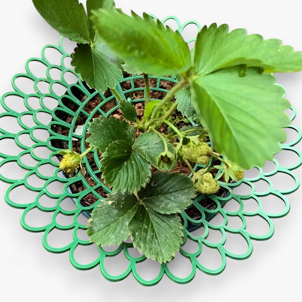 Strawberry Plant Holder Space-Saving