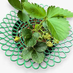 Strawberry Plant Holder Space-Saving