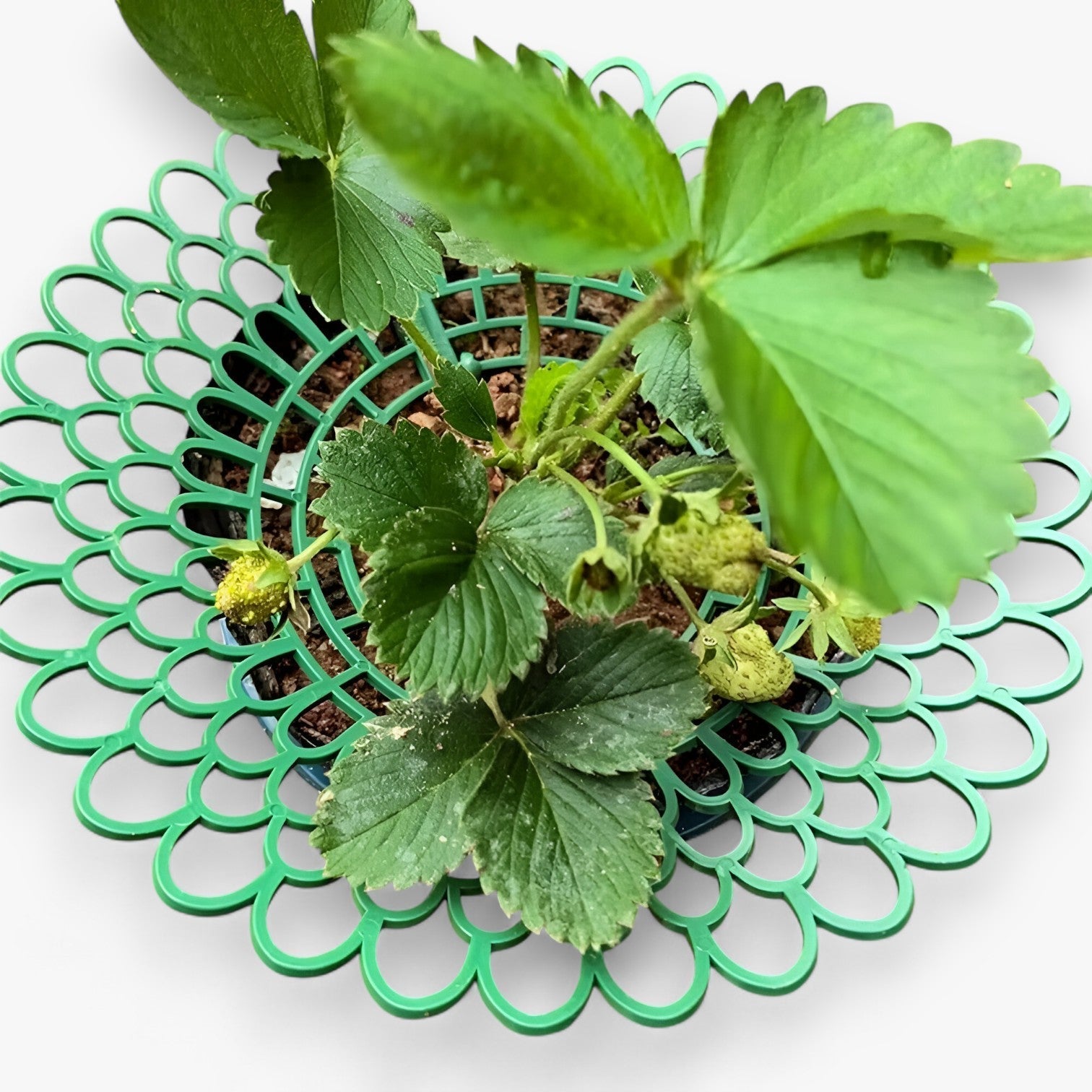 Strawberry Plant Holder Space-Saving
