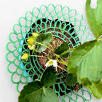 Strawberry Plant Holder Space-Saving