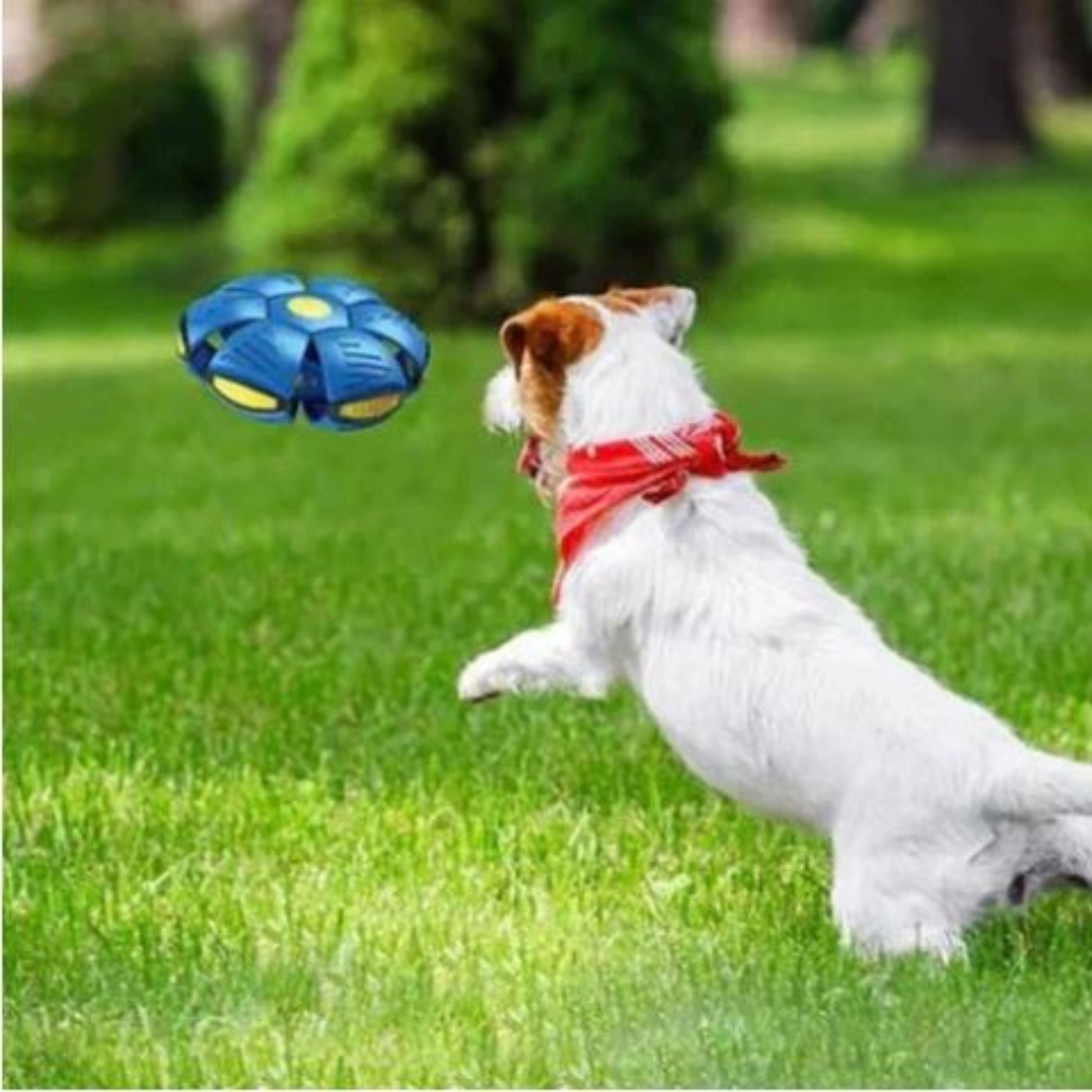 Dog Disc Ball