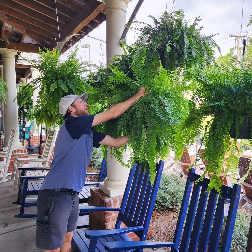 Artificial Boston Fern Plant for Home Decor