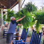Artificial Boston Fern Plant for Home Decor