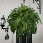 Artificial Boston Fern Plant for Home Decor