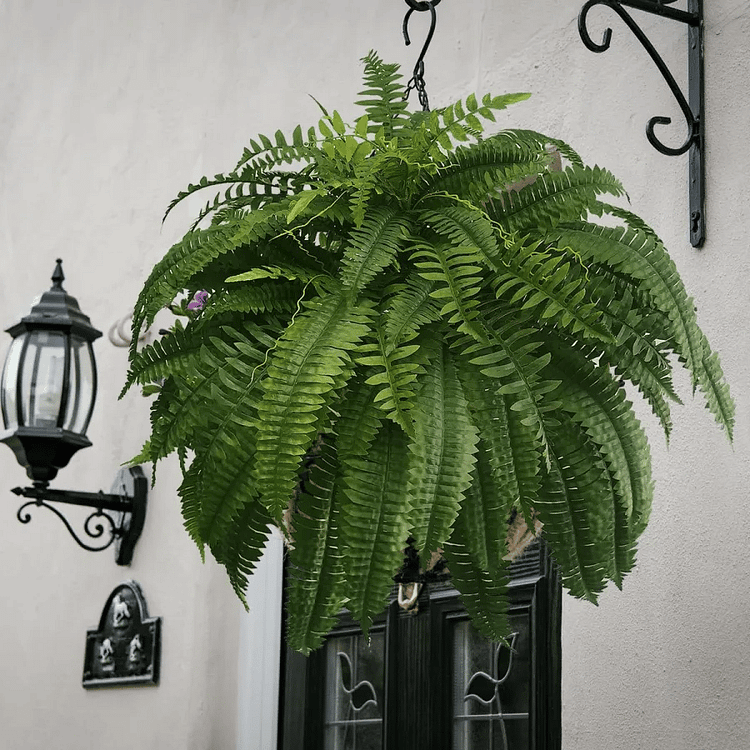 Artificial Boston Fern Plant for Home Decor