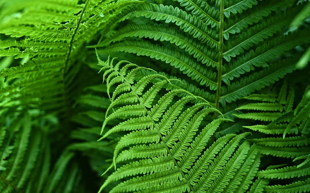 Artificial Boston Fern Plant for Home Decor