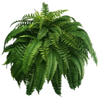 Artificial Boston Fern Plant for Home Decor