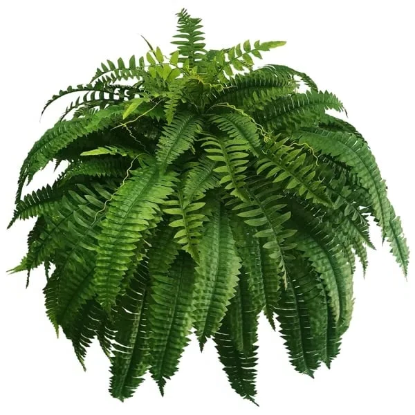 Artificial Boston Fern Plant for Home Decor