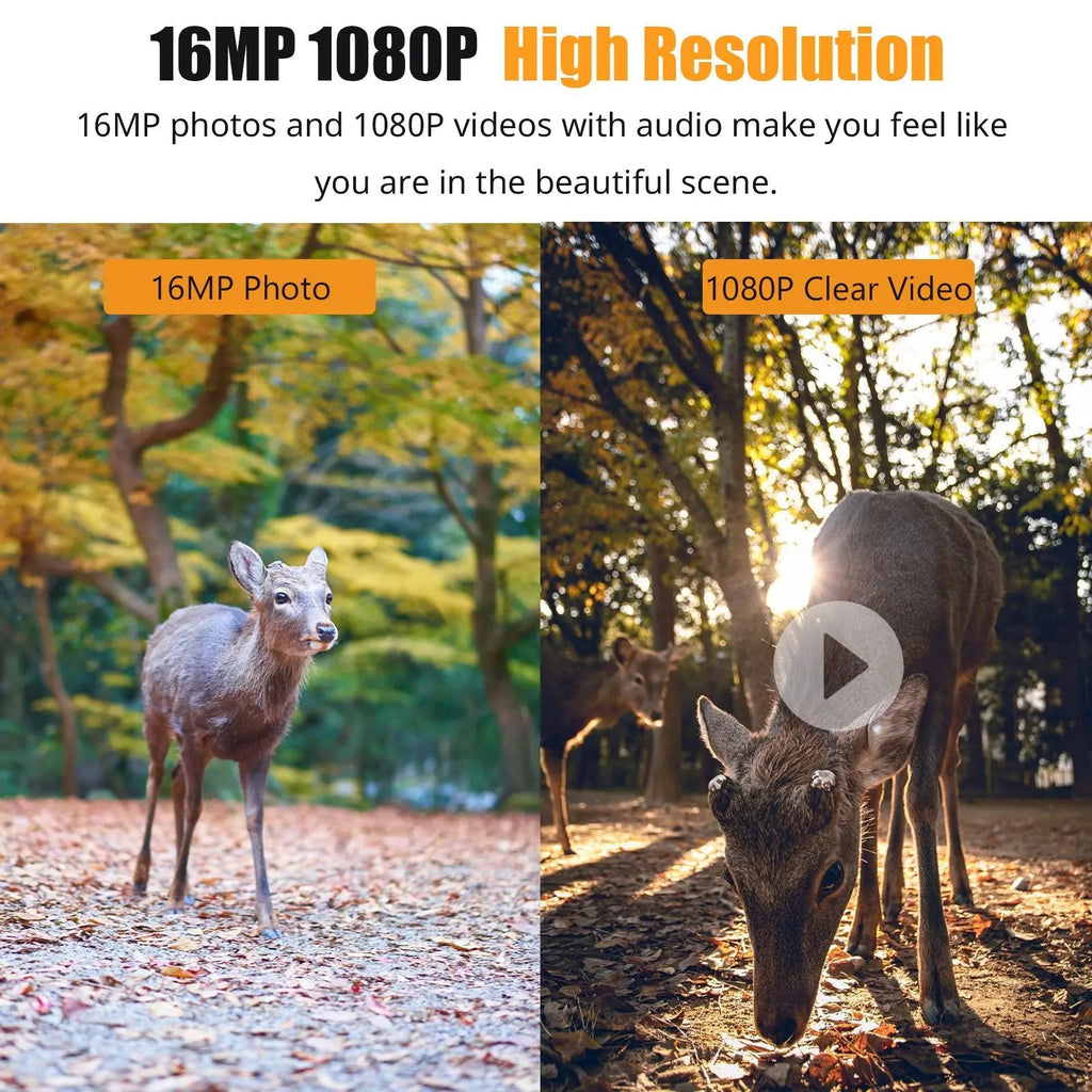 Wildlife Motion Camera Night Vision